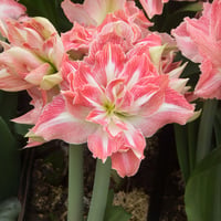 Hippeastrum Amaryllis Soğanı (Güzel Hatun Çiçeği Soğanı) Pretty Nymph