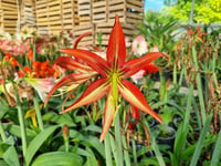 Hippeastrum Amaryllis Soğanı (Güzel Hatun Çiçeği Soğanı) La Paz