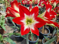 Hippeastrum Amaryllis Soğanı (Güzel Hatun Çiçeği Soğanı) Tres Chic