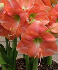 Hippeastrum Amaryllis Soğanı (Güzel Hatun Çiçeği Soğanı) Rosalie