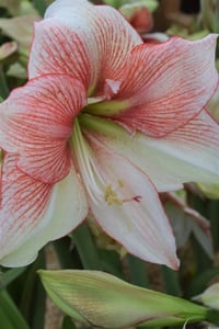 Hippeastrum Amaryllis Soğanı (Güzel Hatun Çiçeği Soğanı) Grandise Fantasy