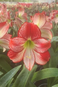 Hippeastrum Amaryllis Soğanı (Güzel Hatun Çiçeği Soğanı) Flaming Queen