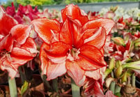 Hippeastrum Amaryllis Soğanı (Güzel Hatun Çiçeği Soğanı) Flamed Amadeus