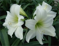 Hippeastrum Amaryllis Soğanı (Güzel Hatun Çiçeği Soğanı) Christmas Gift