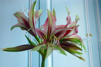 Hippeastrum Amaryllis Soğanı (Güzel Hatun Çiçeği Soğanı) Mystica