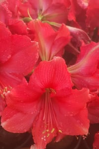 Hippeastrum Amaryllis Soğanı (Güzel Hatun Çiçeği Soğanı) Rose