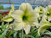 Hippeastrum Amaryllis Soğanı (Güzel Hatun Çiçeği Soğanı) Northpole