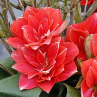Hippeastrum Amaryllis Soğanı (Güzel Hatun Çiçeği Soğanı) Double Dream