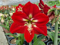 Hippeastrum Amaryllis Soğanı (Güzel Hatun Çiçeği Soğanı) Barbados