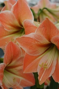 Hippeastrum Amaryllis Soğanı (Güzel Hatun Çiçeği Soğanı) Apricot Parfait