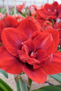 Hippeastrum Amaryllis Soğanı (Güzel Hatun Çiçeği Soğanı) Velvet Nymph