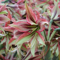 Hippeastrum Amaryllis Soğanı (Güzel Hatun Çiçeği Soğanı) Mystica