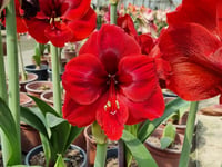 Hippeastrum Amaryllis Soğanı (Güzel Hatun Çiçeği Soğanı) Liberty