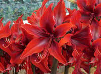 Hippeastrum Amaryllis Soğanı (Güzel Hatun Çiçeği Soğanı) Red Amazone