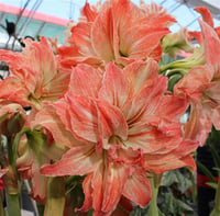 Hippeastrum Amaryllis Soğanı (Güzel Hatun Çiçeği Soğanı) Lady Jane