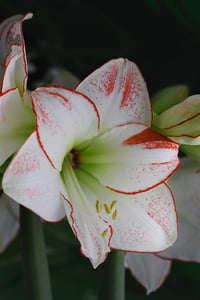 Hippeastrum Amaryllis Soğanı (Güzel Hatun Çiçeği Soğanı) Picasso
