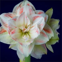 Hippeastrum Amaryllis Soğanı (Güzel Hatun Çiçeği Soğanı) Nymph
