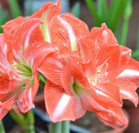 Hippeastrum Amaryllis Soğanı (Güzel Hatun Çiçeği Soğanı) Sunny Nymph