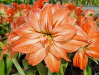 Hippeastrum Amaryllis Soğanı (Güzel Hatun Çiçeği Soğanı) Lady Jane