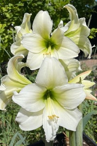 Hippeastrum Amaryllis Soğanı (Güzel Hatun Çiçeği Soğanı) Northpole