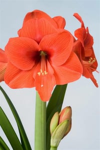 Hippeastrum Amaryllis Soğanı (Güzel Hatun Çiçeği Soğanı) Naranja