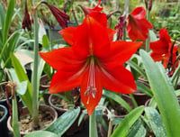 Hippeastrum Amaryllis Soğanı (Güzel Hatun Çiçeği Soğanı) Red Tiger