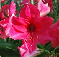 Hippeastrum Amaryllis Soğanı (Güzel Hatun Çiçeği Soğanı) Pink rival