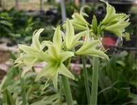 Hippeastrum Amaryllis Soğanı (Güzel Hatun Çiçeği Soğanı) Cybister Evergreen