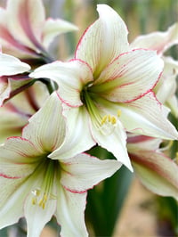 Hippeastrum Amaryllis Soğanı (Güzel Hatun Çiçeği Soğanı) Green Magic