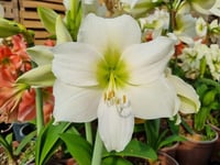 Hippeastrum Amaryllis Soğanı (Güzel Hatun Çiçeği Soğanı) Christmas Gift