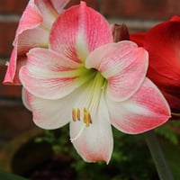 Hippeastrum Amaryllis Soğanı (Güzel Hatun Çiçeği Soğanı) APPLE BLOSSOM