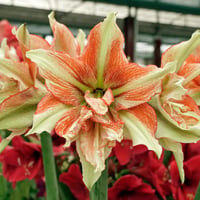 Hippeastrum Amaryllis Soğanı (Güzel Hatun Çiçeği Soğanı) Bentley