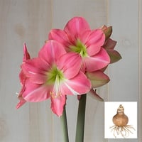 Hippeastrum Amaryllis Soğanı (Güzel Hatun Çiçeği Soğanı) Pink Princess