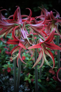 Hippeastrum Amaryllis Soğanı (Güzel Hatun Çiçeği Soğanı) La Paz