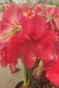 Hippeastrum Amaryllis Soğanı (Güzel Hatun Çiçeği Soğanı) Rose