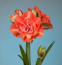 Hippeastrum Amaryllis Soğanı (Güzel Hatun Çiçeği Soğanı) Benito