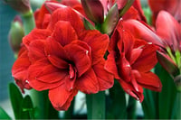 Hippeastrum Amaryllis Soğanı (Güzel Hatun Çiçeği Soğanı) Double Dragon