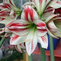 Hippeastrum Amaryllis Soğanı (Güzel Hatun Çiçeği Soğanı) Ambiance