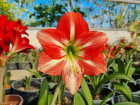 Hippeastrum Amaryllis Soğanı (Güzel Hatun Çiçeği Soğanı) Striped Beauty
