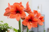 Hippeastrum Amaryllis Soğanı (Güzel Hatun Çiçeği Soğanı) Desire