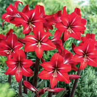 Hippeastrum Amaryllis Soğanı (Güzel Hatun Çiçeği Soğanı) Red Fire