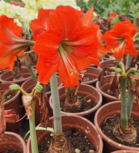 Hippeastrum Amaryllis Soğanı (Güzel Hatun Çiçeği Soğanı) Orange Queen