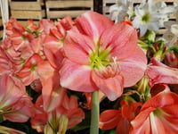 Hippeastrum Amaryllis Soğanı (Güzel Hatun Çiçeği Soğanı) Rosalie
