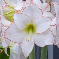 Hippeastrum Amaryllis Soğanı (Güzel Hatun Çiçeği Soğanı) Picotee