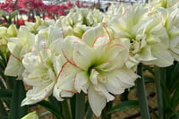 Hippeastrum Amaryllis Soğanı (Güzel Hatun Çiçeği Soğanı) Picobello Majesty