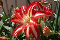 Hippeastrum Amaryllis Soğanı (Güzel Hatun Çiçeği Soğanı) Splash