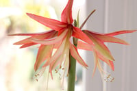 Hippeastrum Amaryllis Soğanı (Güzel Hatun Çiçeği Soğanı) Sumatra
