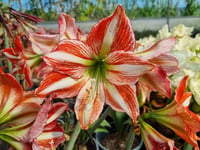 Hippeastrum Amaryllis Soğanı (Güzel Hatun Çiçeği Soğanı) Vondel Park