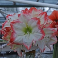Hippeastrum Amaryllis Soğanı (Güzel Hatun Çiçeği Soğanı) Sofia