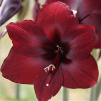 Hippeastrum Amaryllis Soğanı (Güzel Hatun Çiçeği Soğanı) Benfica